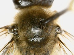 Colletes inaequalis
