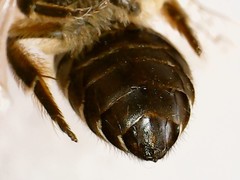 Colletes inaequalis