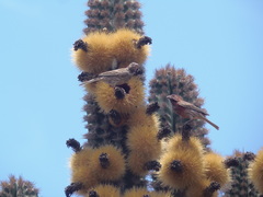 Haemorhous mexicanus