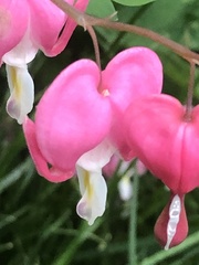 Lamprocapnos spectabilis