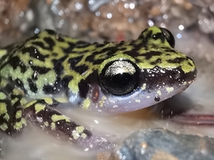 Eleutherodactylus leprus