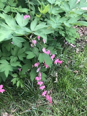 Lamprocapnos spectabilis