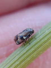 Clastoptera lineatocollis