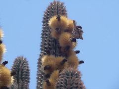 Haemorhous mexicanus