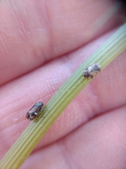 Clastoptera lineatocollis