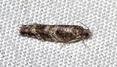 Pseudexentera maracana