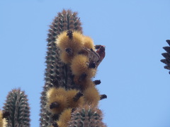 Haemorhous mexicanus