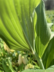 Polygonatum × hybridum