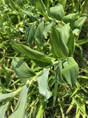 Polygonatum × hybridum
