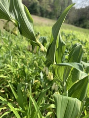 Polygonatum × hybridum