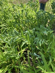 Polygonatum × hybridum