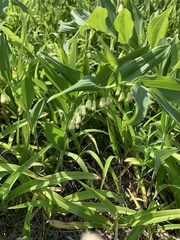 Polygonatum × hybridum