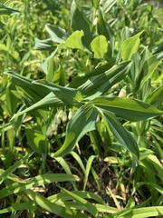 Polygonatum × hybridum
