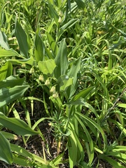 Polygonatum × hybridum