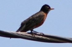 Turdus migratorius