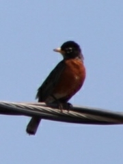 Turdus migratorius