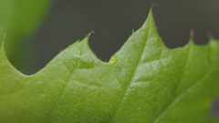 Amphibolips quercusostensackenii