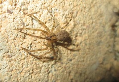 Acanthoctenus