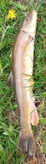 Catostomus catostomus