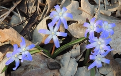 Scilla