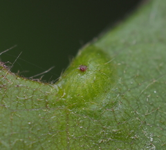 Amphibolips quercusostensackenii