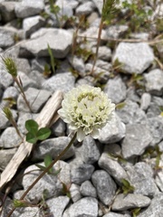 Trifolium repens