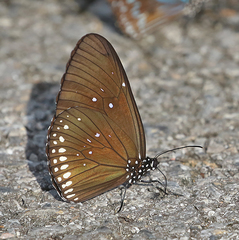 Euploea midamus
