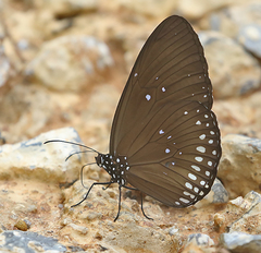 Euploea midamus