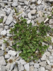 Trifolium repens