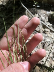 Carex bromoides bromoides