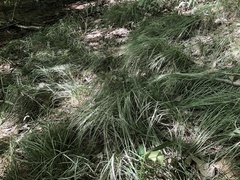 Carex bromoides bromoides