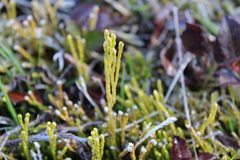 Diphasiastrum sitchense