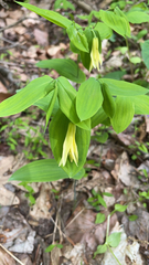 Uvularia