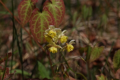 Epimedium