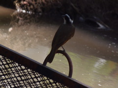 Pitangus sulphuratus