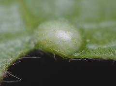 Amphibolips quercusostensackenii
