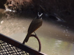 Pitangus sulphuratus