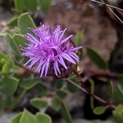 Monardella purpurea