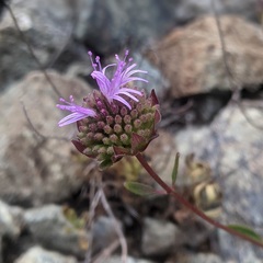Monardella purpurea
