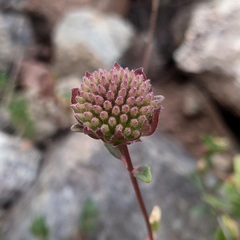 Monardella purpurea