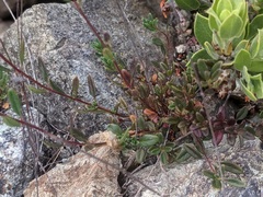 Monardella purpurea