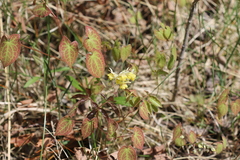 Epimedium