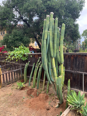 Cactaceae