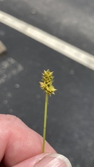Carex leavenworthii