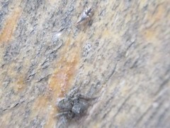 Hamataliwa grisea