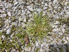 Carex leavenworthii