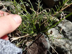 Cymopterus petraeus