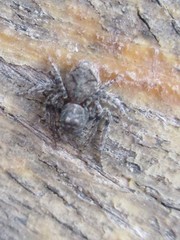 Hamataliwa grisea