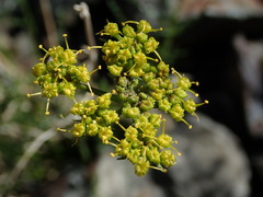 Cymopterus petraeus