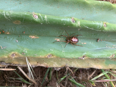 Steatoda nobilis